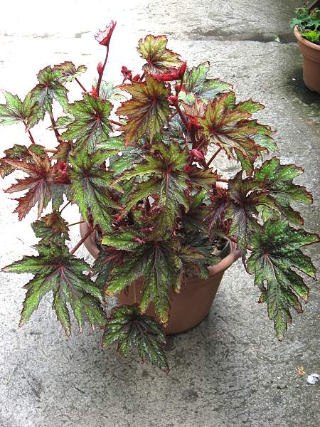 B. ‘Paul Tsamtsis’